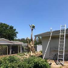 Are licensed & insured for your protection. Tree Services In Palm Harbor Yelp