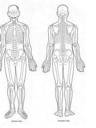 Muscles allow a person to move. Muscles Anterior Full Body Diagram Human Muscle System Functions Diagram Facts Britannica Makenzie Daily Blogs