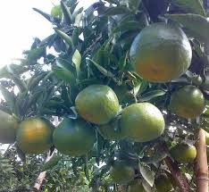 Jual bibit bunga marigold di malang. Jeruk Keprok Punten Merupakan Varietas Jeruk Keprok Yang Dibudidayakan Di Daerah Punten Malang Jeruk Keprok Jenis Valencia Late Oran Tanaman Jeruk Pohon Buah