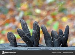 Image result for Xylaria polymorpha