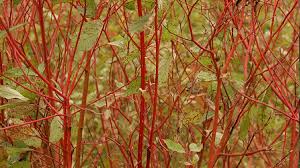 Image result for Sericorema sericea