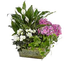 We've updated our ftd flowers review, browsing for a bouquet from the site and ordering one we thought best represented the average price and general aesthetic of all. Ftd Be Inspired Blooming Basket Pl6fa Ftd Indoor Plants Canada Flowers Ca