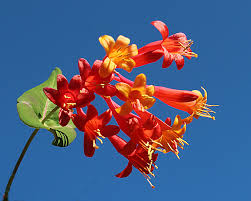 Image result for Lonicera confusa