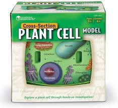 Maybe you would like to learn more about one of these? Buy Learning Resources Cross Section Plant Cell Model Plant Anatomy Science Classroom Accessories 2 Foam Pieces Ages 7 Online In Turkey B000fs4lx4