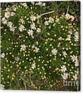 Image result for Felicia filifolia