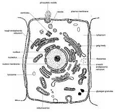 Maybe you would like to learn more about one of these? Gudu Ngiseng Blog Animal Cell Light Microscope