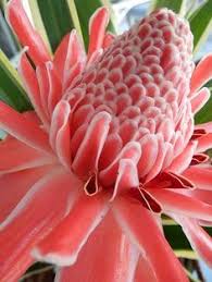 We did not find results for: 31 Flowers That Start With G Ideas Flowers Planting Flowers Beautiful Flowers