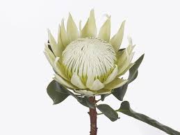 Image result for Protea madiensis