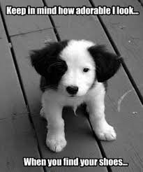 10 Best Border Collie Memes Of All Time Funny Animal Pictures Funny Animals Funny Dogs