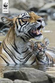 Wwf Uk On Twitter Wild Cats Animals Beautiful Animals Wild