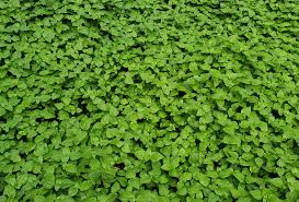 Image result for Calyptocarpus vialis