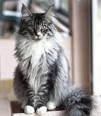Hence your problem with rodents will definitely fade away once you purchase our maine coon for sale. The Gentle Giant Maine Coon