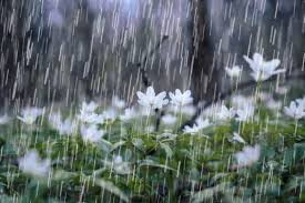 What A Beautiful Rain This Morning Minot Symphony Orchestra Facebook It adds to the mood of your image, which is the biggest advantage of capturing images in the rain. minot symphony orchestra