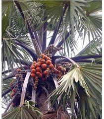 Image result for Landolphia congolensis