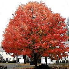 Red maple leaves in the fall, pictures, photos, images of maple trees, lots of pics, info on maple tree types & species. Pirtle Nursery Red Scarlet Maple Tree 5 3 74 Gal 1227 At Tractor Supply Co