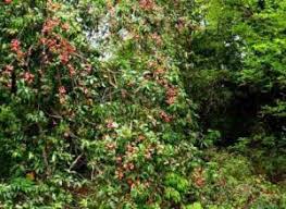 Image result for Combretum coriifolium