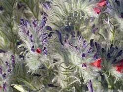 Image result for Mimulopsis excellens