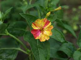 Time lapse of 4 o'clock flowers opening also known as mirabilis jalapa in muleshoe, texas. How To Get Rid Of Japanese Beetles And Save Your Garden