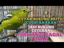 Cara menggambar dan mewarnai burung mewarnaiburung merak download kumpulan contohcara bangau kataucap merpati rumah anak sd house q. Cara Mewarnai Burung Anti Luntur Inilah Tips Perawatan Burung Yang Baru Dijaring Atau Dipikat Harga Murah Di Lapak Pewarna Kain Wantex Service Universityofmichiganfi72741