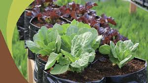 Check spelling or type a new query. How To Grow Vegetables In Coco Coir Peat Cococoir