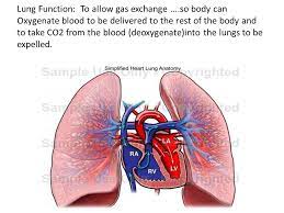 Unit 10 Body Systems Physiology Cardiopulminary System Heart Circulatory System Veins And Arteries Vascular System Lungs Respiratory System Ppt Download