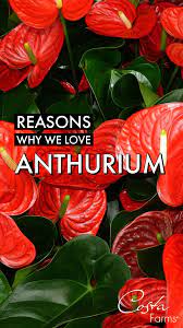 Reason Why We Love Anthuriums An Immersive Guide By Costa Farms