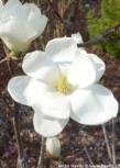 Jade lamp is a recently introduced variety, a specially selected denudata type, particularly noted for the large size of its solid white flowers, plus ability to flower at a small size. Magnolia Jade Lamp Havlis Cz