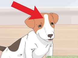 how to choose a jack russell puppy 15 steps with pictures