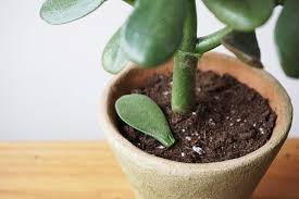Image result for Crassula