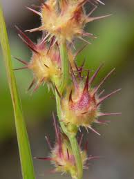 Image result for Cenchrus