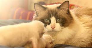 Enter your email address to receive alerts when we have new listings available for fluffy cats for free. Where To Find Free Ragdoll Kittens Ragdoll Guide