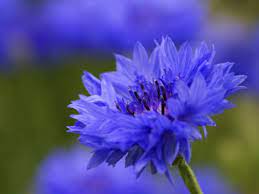 Pin On South African Flowers