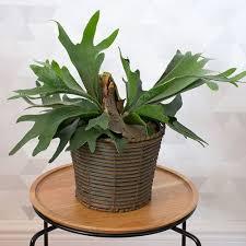 If hung, it will spread and grow into a lovely ball! Staghorn Fern White Flower Farm