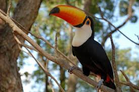 Extinção de aves reduz tamanho de semente de palmito - MercadoETC