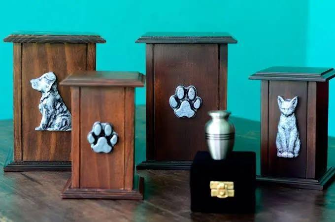 Sabías que existen los crematorios para mascotas en Mar del Plata? Cómo  funcionan y cuánto valen - Mi 8 - Mar del Plata