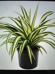 Image result for Chlorophytum affine