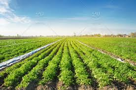 10 видео 12 просмотров обновлен 23 авг. Potatoes Plantations Grow In The Field Vegetable Rows Farming Agriculture Landscape With Agricultural Land Fresh Organic Vegetables Crops Stock Photo 84d5c1eb 6221 4d04 Afaf B0ed4aa64a06
