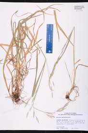 Image result for Bromus catharticus
