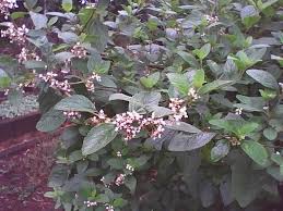 Image result for Lippia