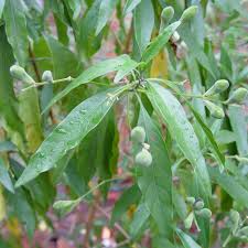 Image result for Justicia salvioides