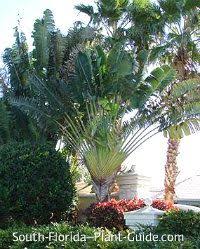 Ravenala Madagascariensis Travelers Palm Vs Bird Of Paradise Travelers Palm Ravenala Madagascariensis The Beautiful And Legendary Travelers Palm Is Actually Not A Palm At All But Sp Travellers Palm Florida Plants Plants