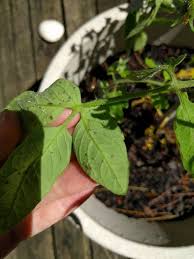 Every morning i would find around 35 bugs in the kitchen window and floor, most of them dead. Tiny Grey Insects On Underside Of Tomato Leaves