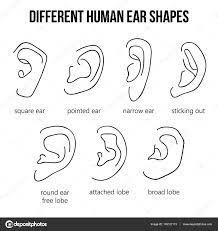 Ear Shapes Ear Piercings Chart Ear Piercings Piercing Chart