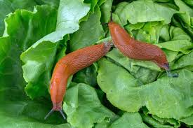 According to wikipedia, a garden snail has 11,000 neurons. How To Protect Your Garden From Slugs And Snails Gardener S Path