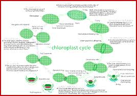 Check spelling or type a new query. Plastids