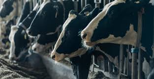 Nous nous conformons activement aux réglementations locales et nationales concernant le traitement du fumier et nous proposons des solutions respectueuses de. Le Fumier Bovin Une Energie Propre Cow Power Nos Energies Energir