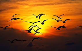 Sunset Sky Clouds Birds Photo Wallpaper 1920 1200 Bird Silhouette Birds Flying Nature Birds