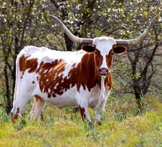 Texas Got It Right Paperback Longhorn Cattle Longhorn Cow Animals