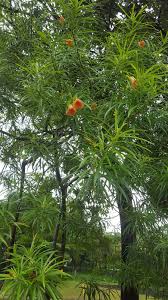 Image result for Cascabela thevetia