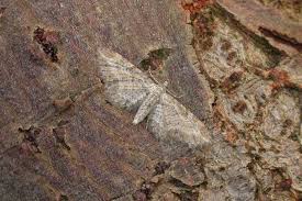 Image result for Eupithecia subumbrata